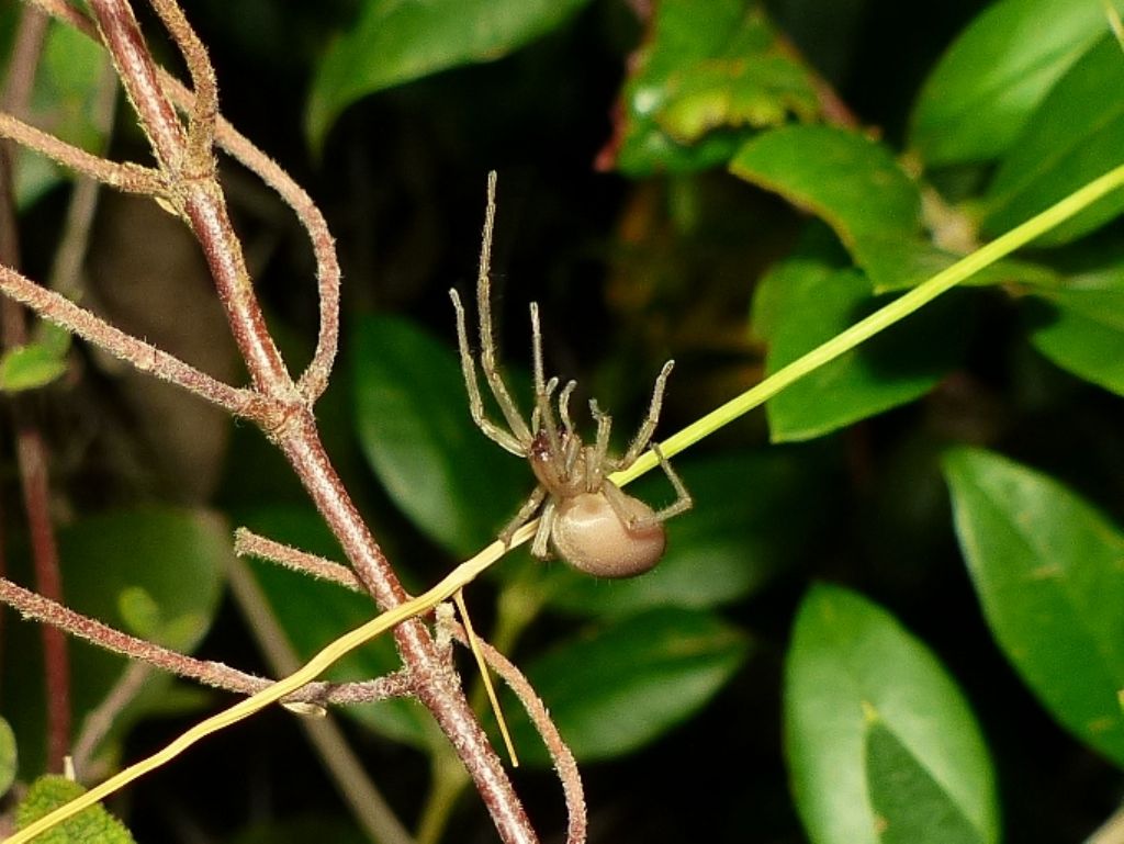 Passeggiate aracnologiche (di notte)